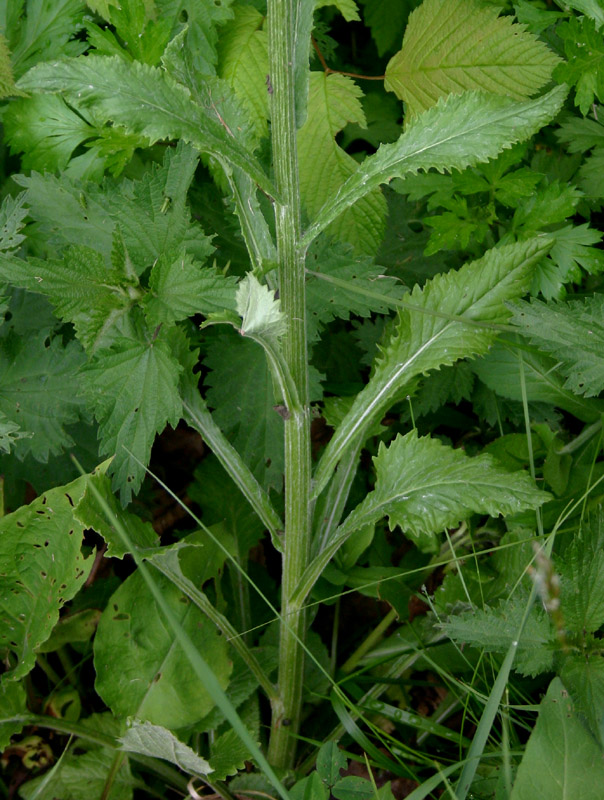 Tephroseris balbisiana / Senecione di Balbis